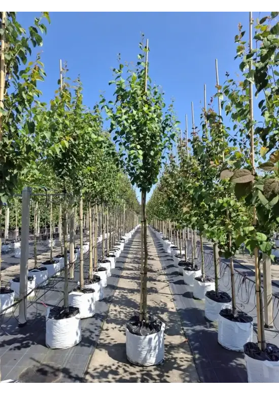 Lebkuchenbaum | Cercidiphyllum japonicum