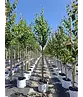 Lebkuchenbaum | Cercidiphyllum japonicum