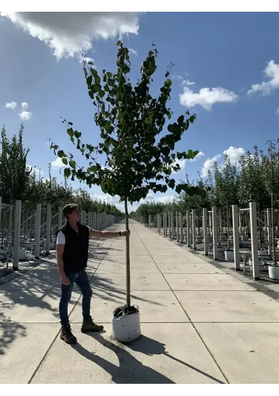 Lebkuchenbaum | Cercidiphyllum japonicum