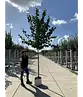 Lebkuchenbaum | Cercidiphyllum japonicum