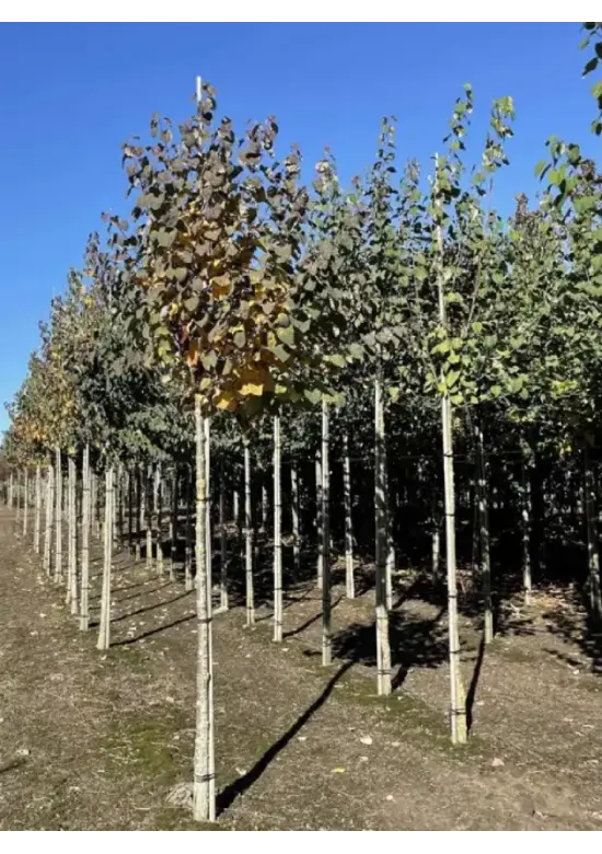 Lebkuchenbaum | Cercidiphyllum japonicum