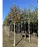 Lebkuchenbaum | Cercidiphyllum japonicum