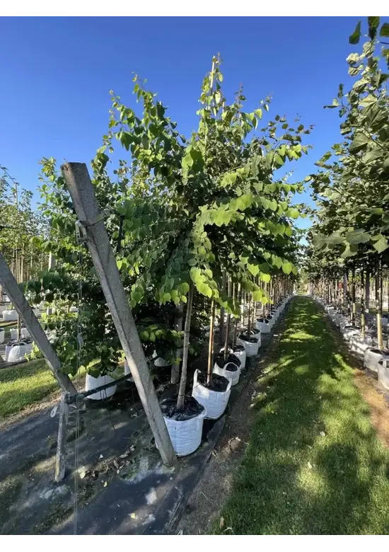 Lebkuchenbaum | Cercidiphyllum japonicum