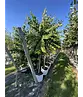 Lebkuchenbaum | Cercidiphyllum japonicum