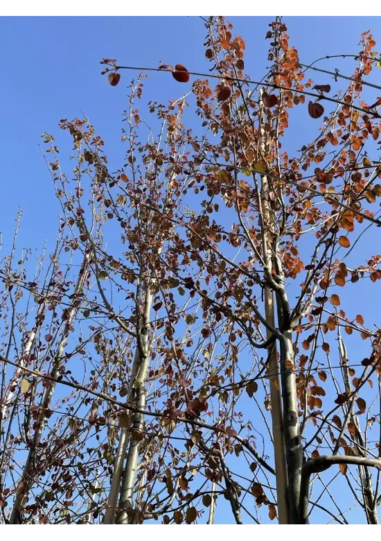 Lebkuchenbaum | Cercidiphyllum japonicum