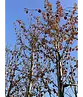 Lebkuchenbaum | Cercidiphyllum japonicum