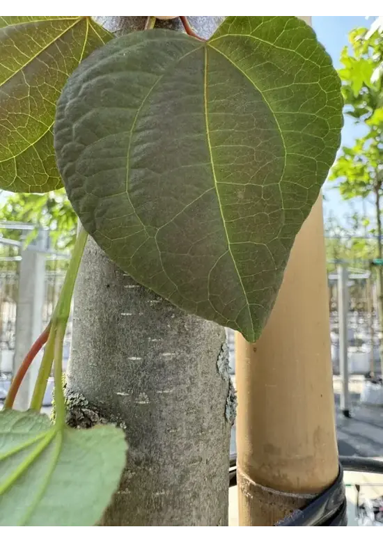 Lebkuchenbaum | Cercidiphyllum japonicum