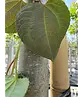 Lebkuchenbaum | Cercidiphyllum japonicum