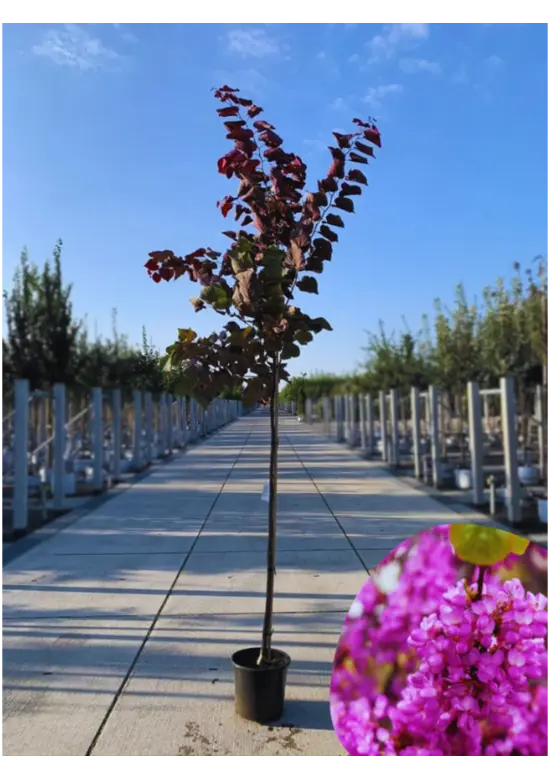 Judasbaum 'Forest Pansy' Hochstamm | Cercis canadensis 'Forest Pansy'