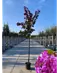 Judasbaum 'Forest Pansy' Hochstamm | Cercis canadensis 'Forest Pansy'