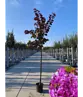 Judasbaum 'Forest Pansy' Hochstamm | Cercis canadensis 'Forest Pansy'