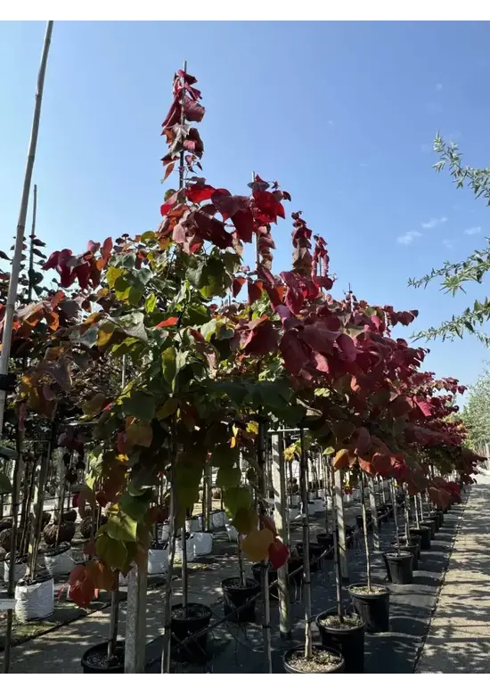 Judasbaum 'Forest Pansy' Hochstamm | Cercis canadensis 'Forest Pansy'
