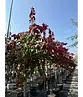 Judasbaum 'Forest Pansy' Hochstamm | Cercis canadensis 'Forest Pansy'