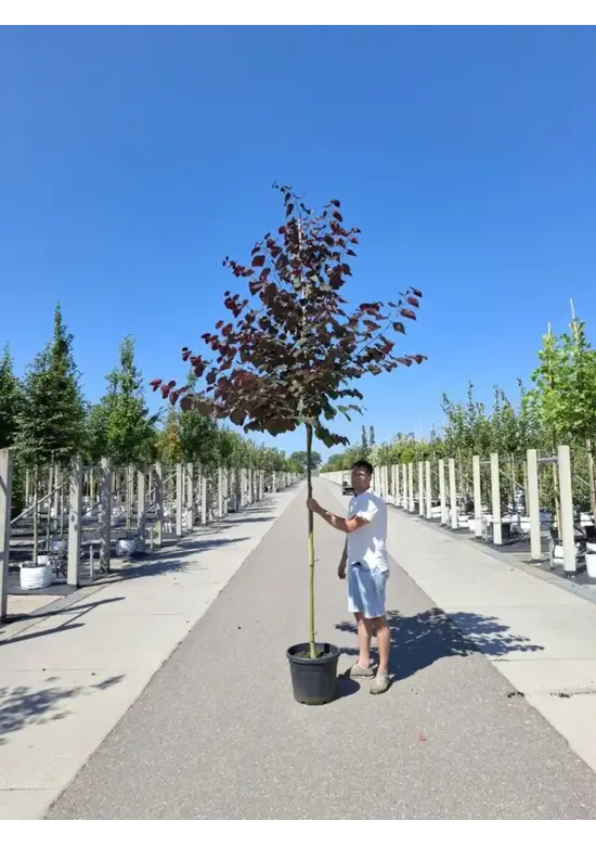 Judasbaum 'Forest Pansy' Hochstamm | Cercis canadensis 'Forest Pansy'