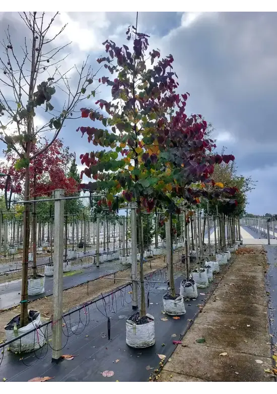 Judasbaum 'Forest Pansy' Hochstamm | Cercis canadensis 'Forest Pansy'