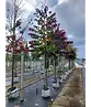 Judasbaum 'Forest Pansy' Hochstamm | Cercis canadensis 'Forest Pansy'