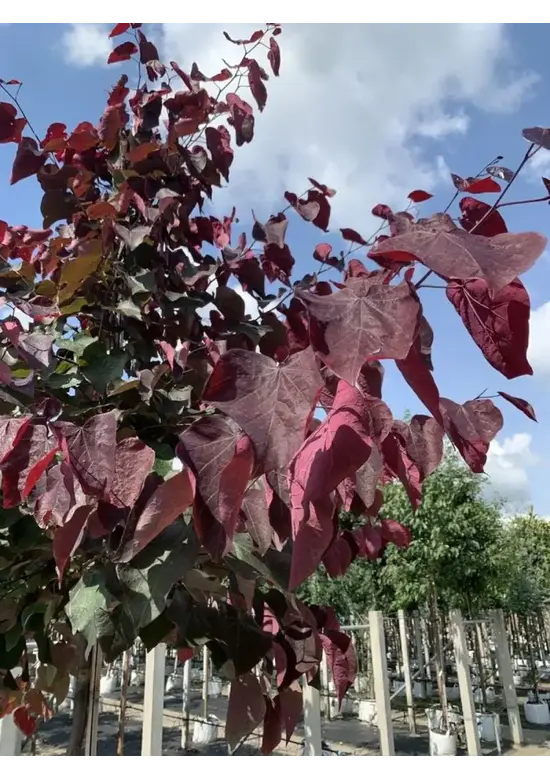 Judasbaum 'Forest Pansy' Hochstamm | Cercis canadensis 'Forest Pansy'
