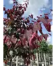 Judasbaum 'Forest Pansy' Hochstamm | Cercis canadensis 'Forest Pansy'