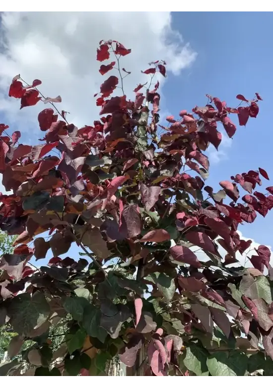 Judasbaum 'Forest Pansy' Hochstamm | Cercis canadensis 'Forest Pansy'