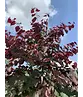 Judasbaum 'Forest Pansy' Hochstamm | Cercis canadensis 'Forest Pansy'