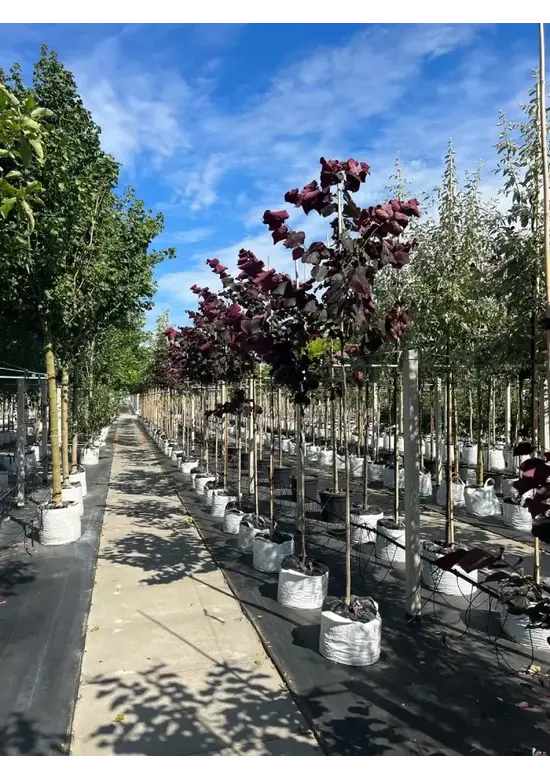 Judasbaum 'Forest Pansy' Hochstamm | Cercis canadensis 'Forest Pansy'