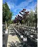Judasbaum 'Forest Pansy' Hochstamm | Cercis canadensis 'Forest Pansy'
