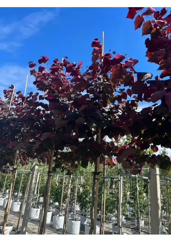 Judasbaum 'Forest Pansy' Hochstamm | Cercis canadensis 'Forest Pansy'
