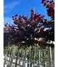 Judasbaum 'Forest Pansy' Hochstamm | Cercis canadensis 'Forest Pansy'