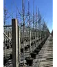 Judasbaum 'Forest Pansy' Hochstamm | Cercis canadensis 'Forest Pansy'