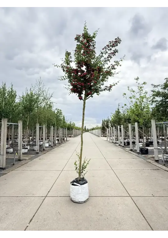 Rotdorn Baum | Crataegus media 'Pauls Scarlet'