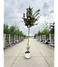 Rotdorn Baum | Crataegus media 'Pauls Scarlet'