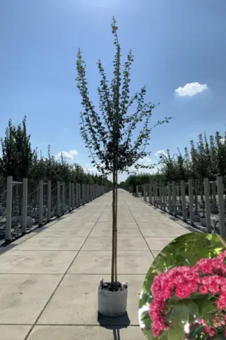 Rotdorn Baum | Crataegus media 'Pauls Scarlet'