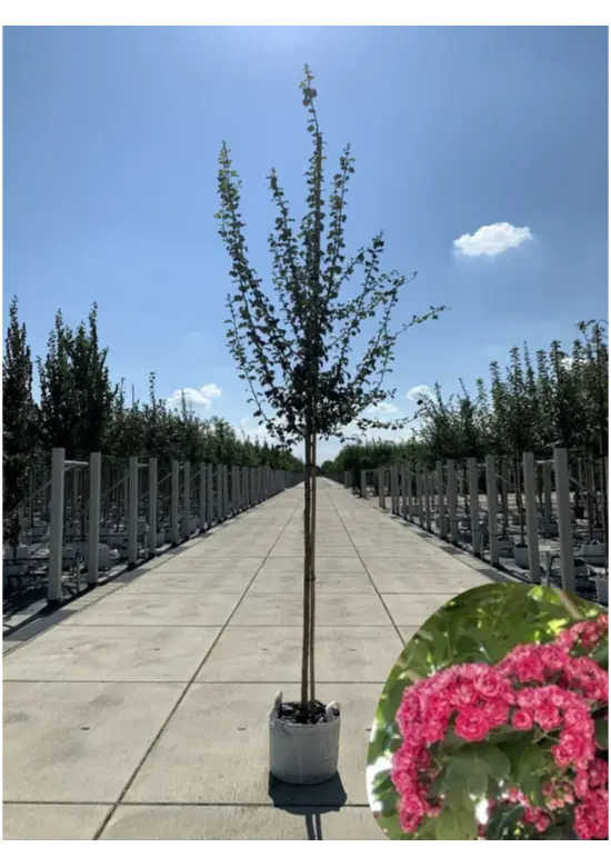 Rotdorn Baum | Crataegus media 'Pauls Scarlet'