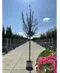 Rotdorn Baum | Crataegus media 'Pauls Scarlet'