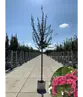 Rotdorn Baum | Crataegus media 'Pauls Scarlet'