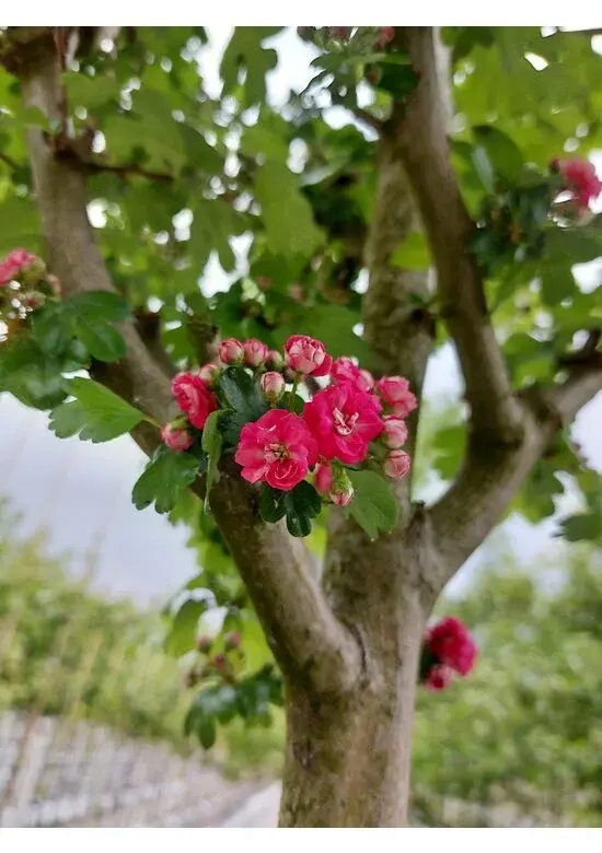 Rotdorn Baum | Crataegus media 'Pauls Scarlet'