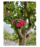 Rotdorn Baum | Crataegus media 'Pauls Scarlet'