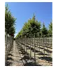 Rotdorn Baum | Crataegus media 'Pauls Scarlet'