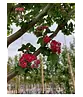 Rotdorn Baum | Crataegus media 'Pauls Scarlet'