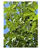 Rotdorn Baum | Crataegus media 'Pauls Scarlet'