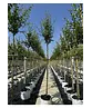 Rotdorn Baum | Crataegus media 'Pauls Scarlet'