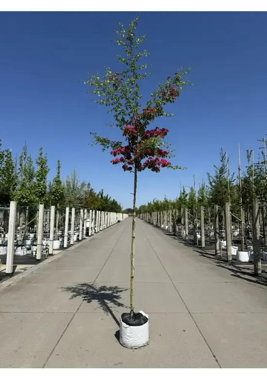 Rotdorn Baum | Crataegus media 'Pauls Scarlet'