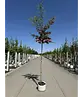 Rotdorn Baum | Crataegus media 'Pauls Scarlet'