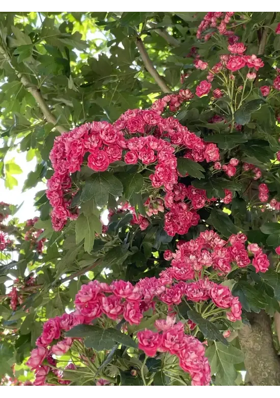 Rotdorn Baum | Crataegus media 'Pauls Scarlet'
