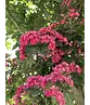 Rotdorn Baum | Crataegus media 'Pauls Scarlet'