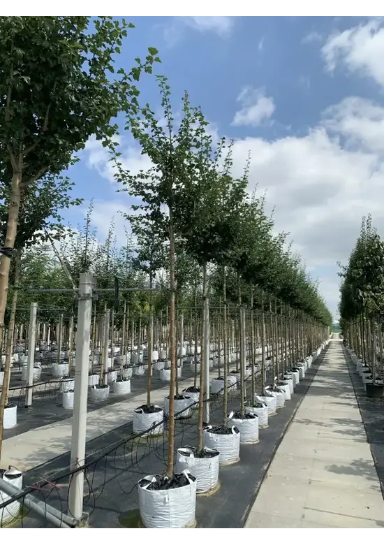 Rotdorn Baum | Crataegus media 'Pauls Scarlet'
