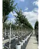 Rotdorn Baum | Crataegus media 'Pauls Scarlet'