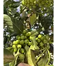 Ilex Baum Nellie R.Stevens | Ilex mutchagara 'Nellie R.Stevens'