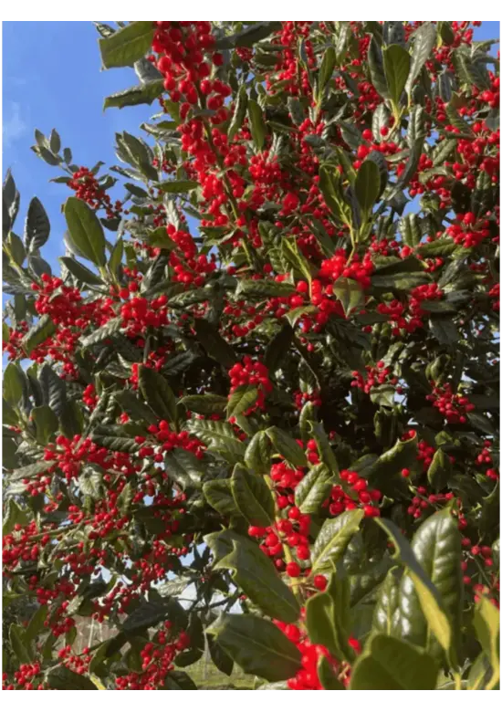 Ilex Baum Nellie R.Stevens | Ilex mutchagara 'Nellie R.Stevens'