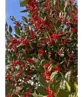 Ilex Baum Nellie R.Stevens | Ilex mutchagara 'Nellie R.Stevens'